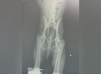 Megan - liebe Schäferhund-Seniorin sucht ein ebenerdiges Zuhause mit Herz