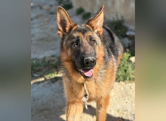 Megan - liebe Schäferhund-Seniorin sucht ein ebenerdiges Zuhause mit Herz