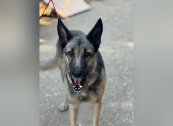 Sombra - sanfte Schäferhündin, sozial und katzenverträglich