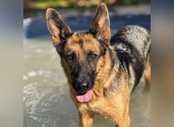 Luci – sanfte Schäferhundseele sucht endlich ihr Zuhause