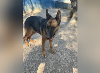 Luci – sanfte Schäferhundseele sucht endlich ihr Zuhause