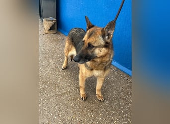 Nora, eine sanfte treue Seele sucht ihren Menschen