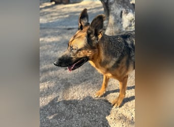 Luci , sanfte Schäferhundseele sucht endlich ihr Zuhause