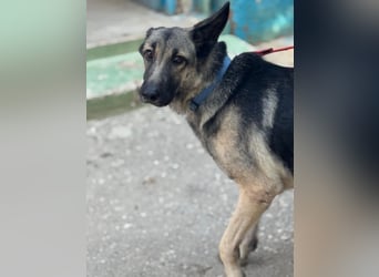 Sombra - sanfte Schäferhündin, sozial und katzenverträglich