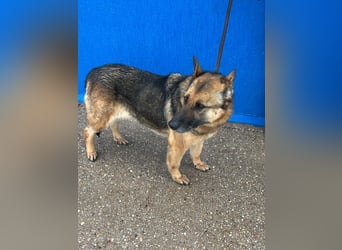 Nora, eine sanfte treue Seele sucht ihren Menschen