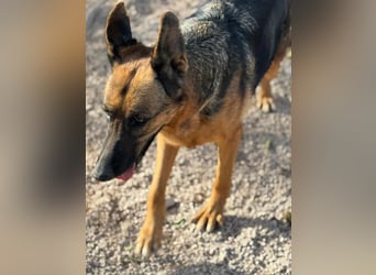 Luci – sanfte Schäferhundseele sucht endlich ihr Zuhause