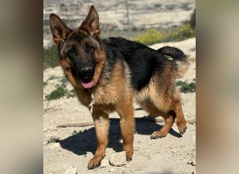 Megan - liebe Schäferhund-Seniorin sucht ein ebenerdiges Zuhause mit Herz