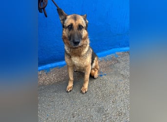 Nora ,eine hübsche Schäferhündin mit treuem Blick sucht ihr Für-immer-Zuhause