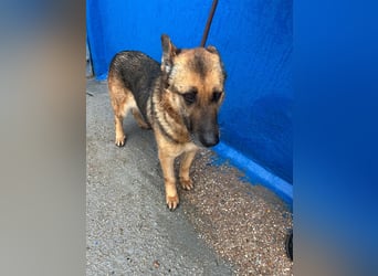 Nora, eine sanfte treue Seele sucht ihren Menschen