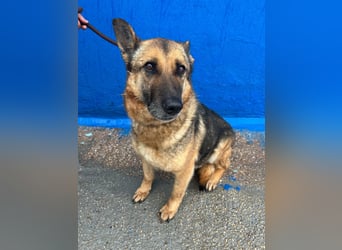 Nora, eine sanfte treue Seele sucht ihren Menschen