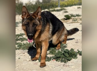 Megan - liebe Schäferhund-Seniorin sucht ein ebenerdiges Zuhause mit Herz