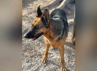 Luci , sanfte Schäferhundseele sucht endlich ihr Zuhause