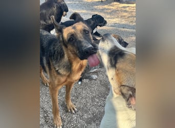 Luci – sanfte Schäferhundseele sucht endlich ihr Zuhause