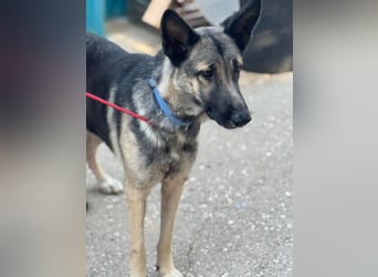 Sombra - sanfte Schäferhündin, sozial und katzenverträglich