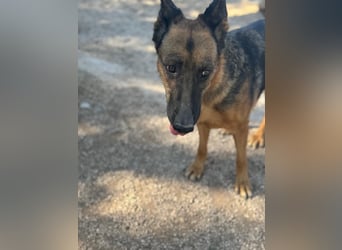 Luci – sanfte Schäferhundseele sucht endlich ihr Zuhause