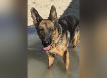 Luci – sanfte Schäferhundseele sucht endlich ihr Zuhause