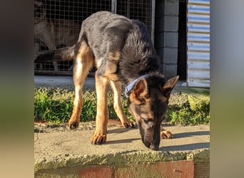 Tizón, freut sich auf Beschäftigung