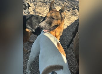 Luci – sanfte Schäferhundseele sucht endlich ihr Zuhause