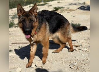 Megan - liebe Schäferhund-Seniorin sucht ein ebenerdiges Zuhause mit Herz