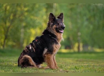 Intelligente Greta sucht ihre Familie