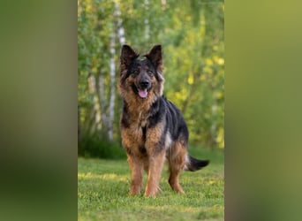 Intelligente Greta sucht ihre Familie