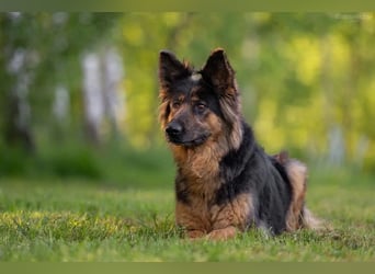 Intelligente Greta sucht ihre Familie
