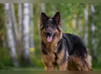 Intelligente Greta sucht ihre Familie