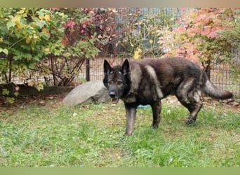 Greifi, Deutscher Schäferhund, geb. 2016, ein echter Vorzeige-Schäferhund, robust, freundlich und gu