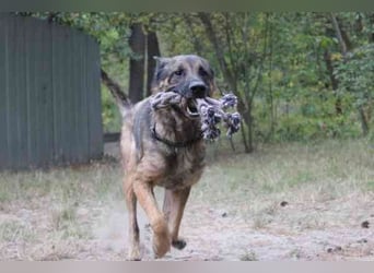 Juno, Deutscher Schäferhund, geb. ca. 2023, wünscht sich eine kombinierte Haus und Hofhaltung