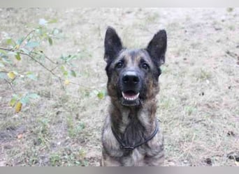 Juno, Deutscher Schäferhund, geb. ca. 2023, wünscht sich eine kombinierte Haus und Hofhaltung