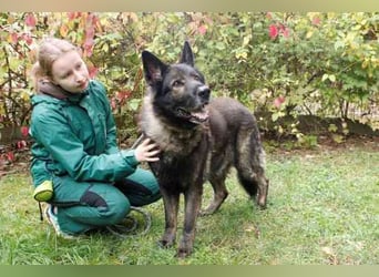 Greifi, Deutscher Schäferhund, geb. 2016, ein echter Vorzeige-Schäferhund, robust, freundlich und gu