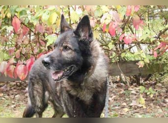 Greifi, Deutscher Schäferhund, geb. 2016, ein echter Vorzeige-Schäferhund, robust, freundlich und gu