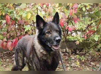 Greifi, Deutscher Schäferhund, geb. 2016, ein echter Vorzeige-Schäferhund, robust, freundlich und gu