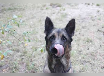 Juno, Deutscher Schäferhund, geb. ca. 2023, wünscht sich eine kombinierte Haus und Hofhaltung