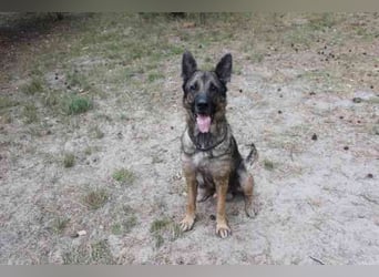 Juno, Deutscher Schäferhund, geb. ca. 2023, wünscht sich eine kombinierte Haus und Hofhaltung