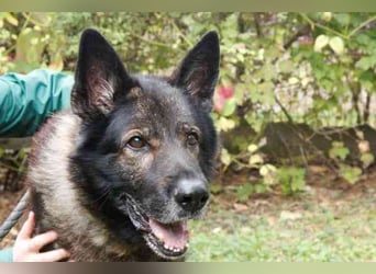 Greifi, Deutscher Schäferhund, geb. 2016, ein echter Vorzeige-Schäferhund, robust, freundlich und gu