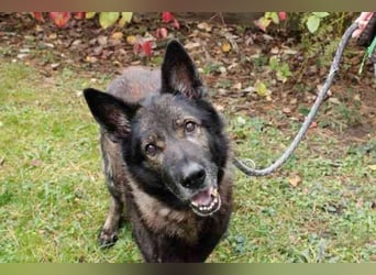 Greifi, Deutscher Schäferhund, geb. 2016, ein echter Vorzeige-Schäferhund, robust, freundlich und gu