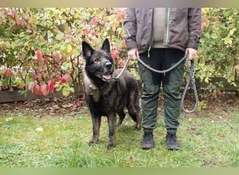 Greifi, Deutscher Schäferhund, geb. 2016, ein echter Vorzeige-Schäferhund, robust, freundlich und gu