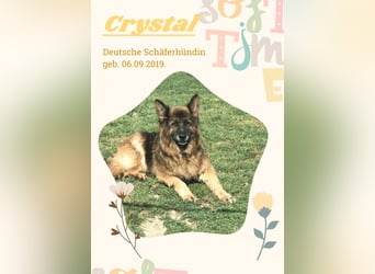Crystal – liebevolle Schäferhündin sucht trotz HD ein Zuhause fürs Leben