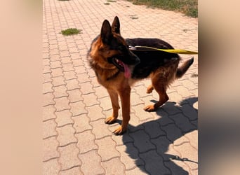Luna, bildhübscher Deutscher Schäferhund mit Ausbrecher Potential geb.06/2024