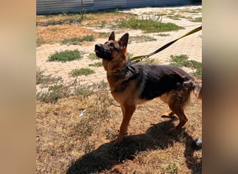 Luna, bildhübscher Deutscher Schäferhund mit Ausbrecher Potential geb.06/2024