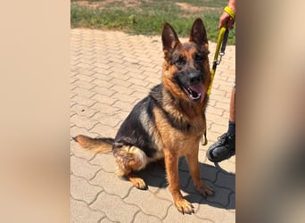 Luna, bildhübscher Deutscher Schäferhund mit Ausbrecher Potential geb.06/2024