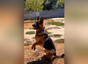Luna, bildhübscher Deutscher Schäferhund mit Ausbrecher Potential geb.06/2024