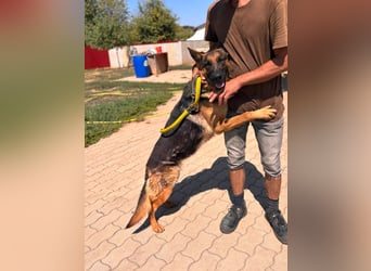 Luna, bildhübscher Deutscher Schäferhund mit Ausbrecher Potential geb.06/2024
