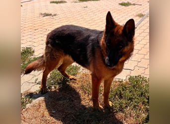 Luna, bildhübscher Deutscher Schäferhund mit Ausbrecher Potential geb.06/2024