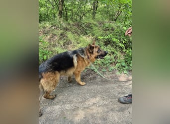Zigi, freundlicher Deutscher Schäferhund geb. 03/2025