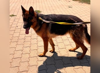 Luna, bildhübscher Deutscher Schäferhund mit Ausbrecher Potential geb.06/2024