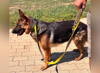 Luna, bildhübscher Deutscher Schäferhund mit Ausbrecher Potential geb.06/2024