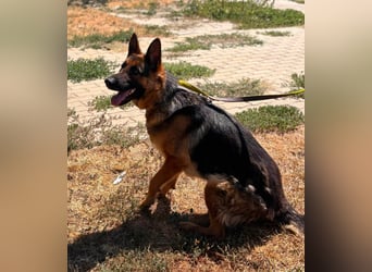 Luna, bildhübscher Deutscher Schäferhund mit Ausbrecher Potential geb.06/2024