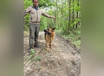 Zigi, freundlicher Deutscher Schäferhund geb. 03/2025